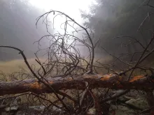 Texto alternativo para la imagen