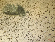 Texto alternativo para la imagen