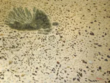 Texto alternativo para la imagen