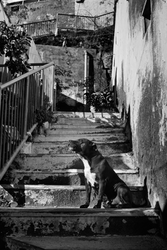 Texto alternativo para la imagen