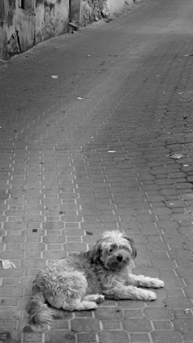 Texto alternativo para la imagen