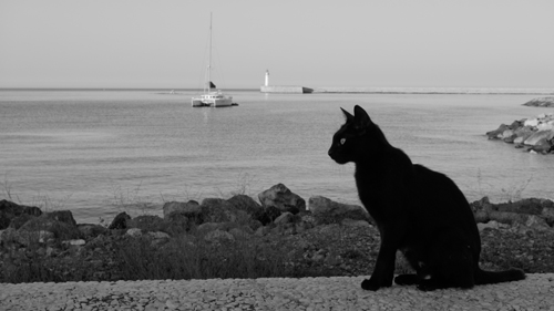 Texto alternativo para la imagen