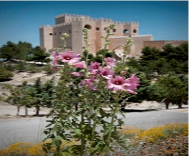 Texto alternativo para la imagen