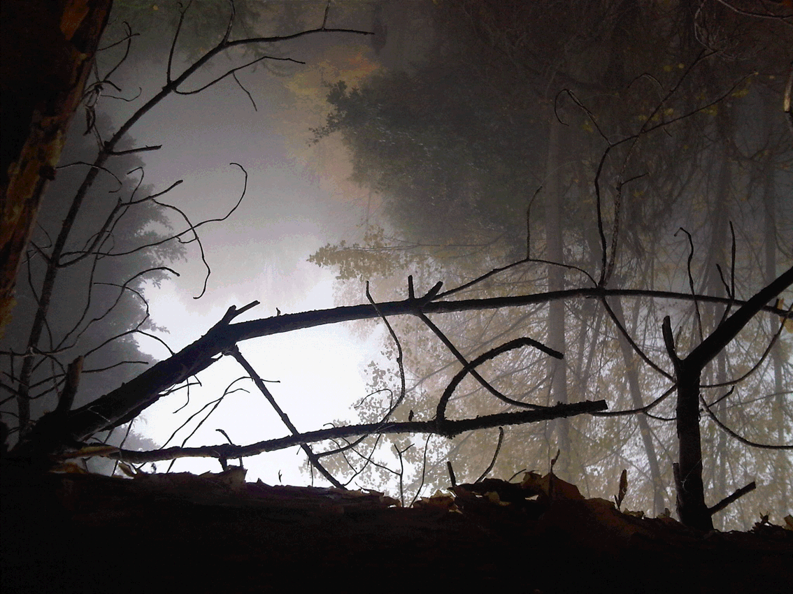 Texto alternativo para la imagen